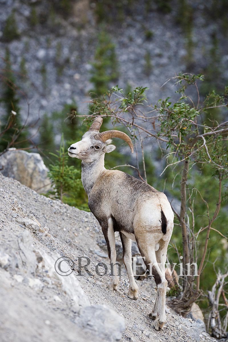 Stone Sheep