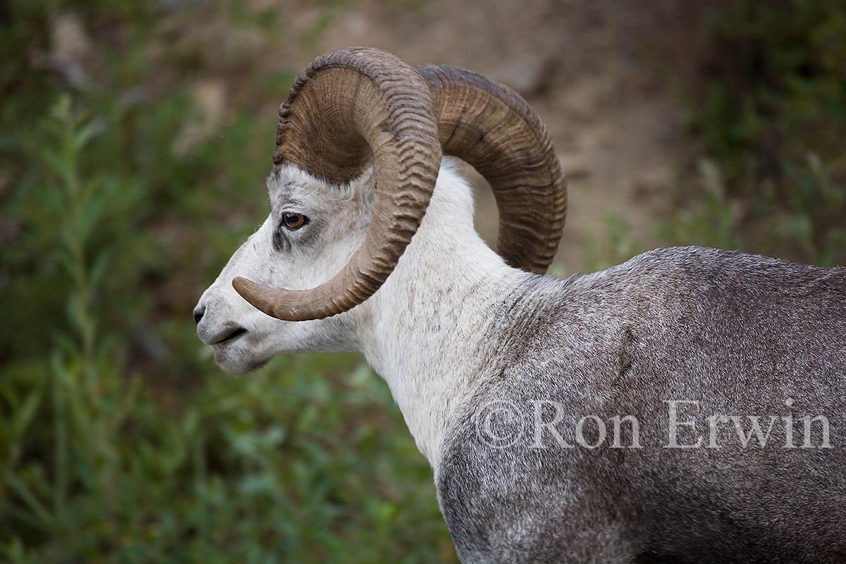 Stone Sheep
