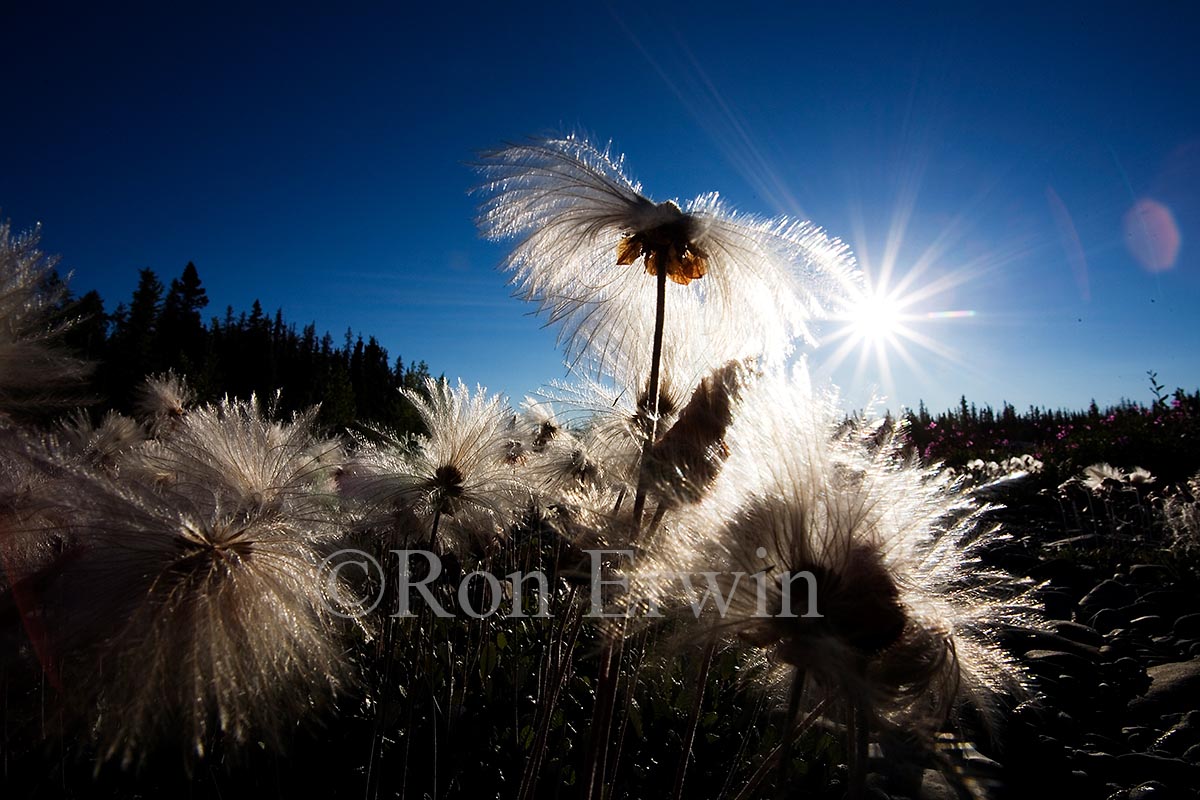 Mountain Avens
