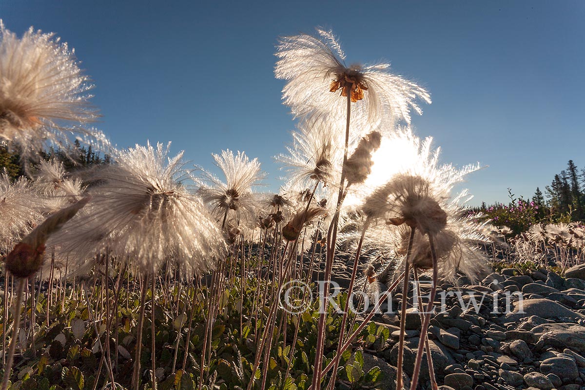 Mountain Avens