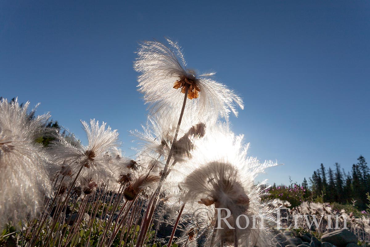 Mountain Avens