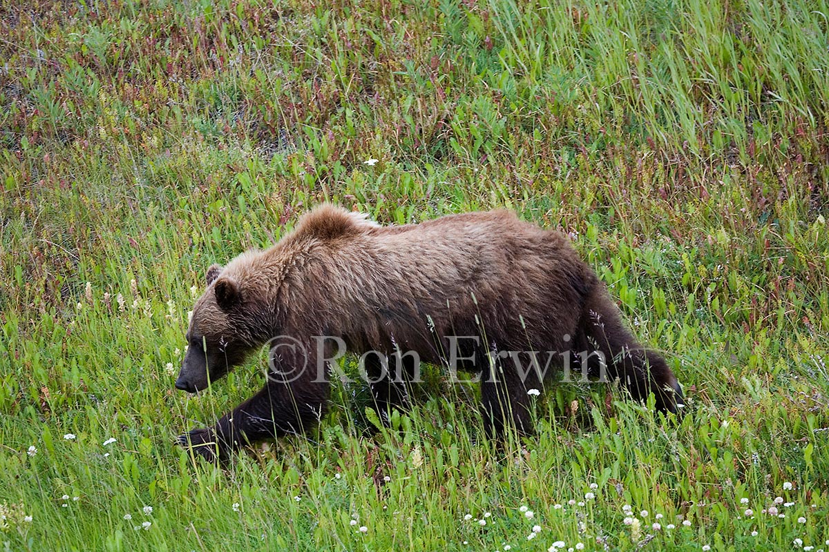 Grizzly Bear