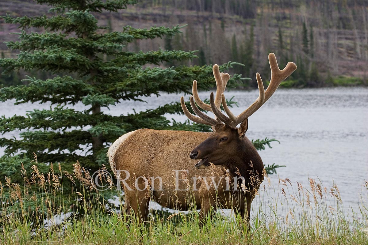 Bull Elk or Wapiti