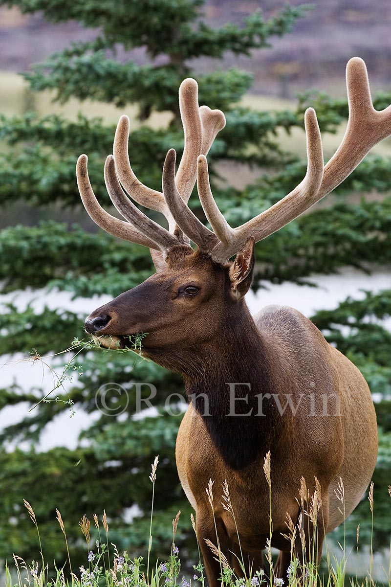 Bull Elk or Wapiti
