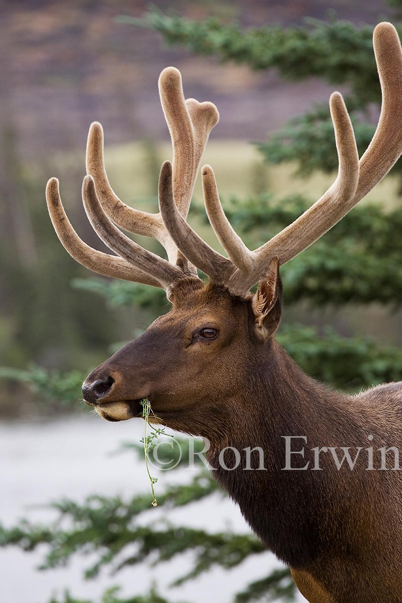 Bull Elk or Wapiti