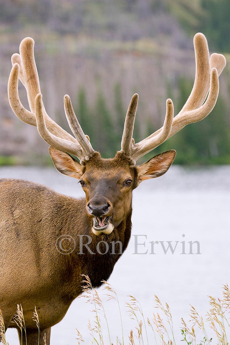 Bull Elk or Wapiti