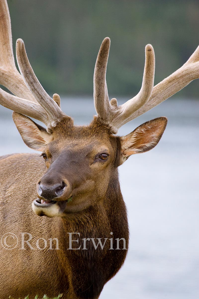 Bull Elk or Wapiti