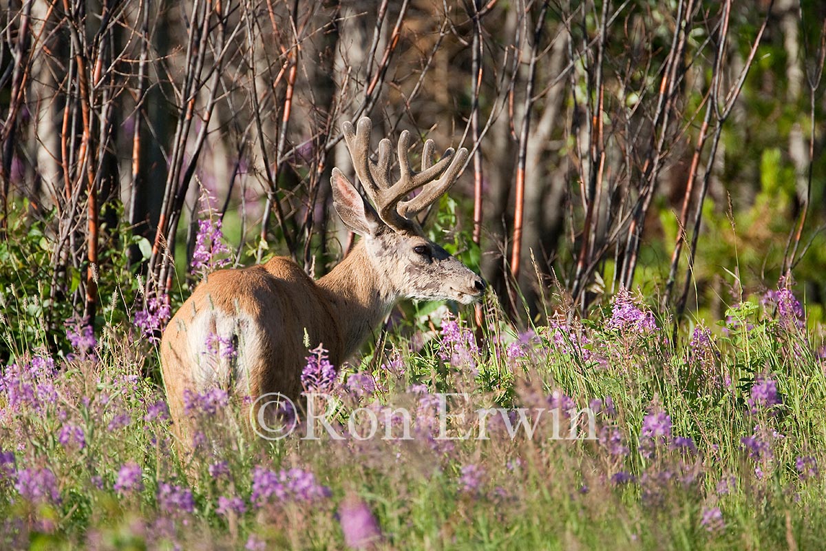 Mule Deer