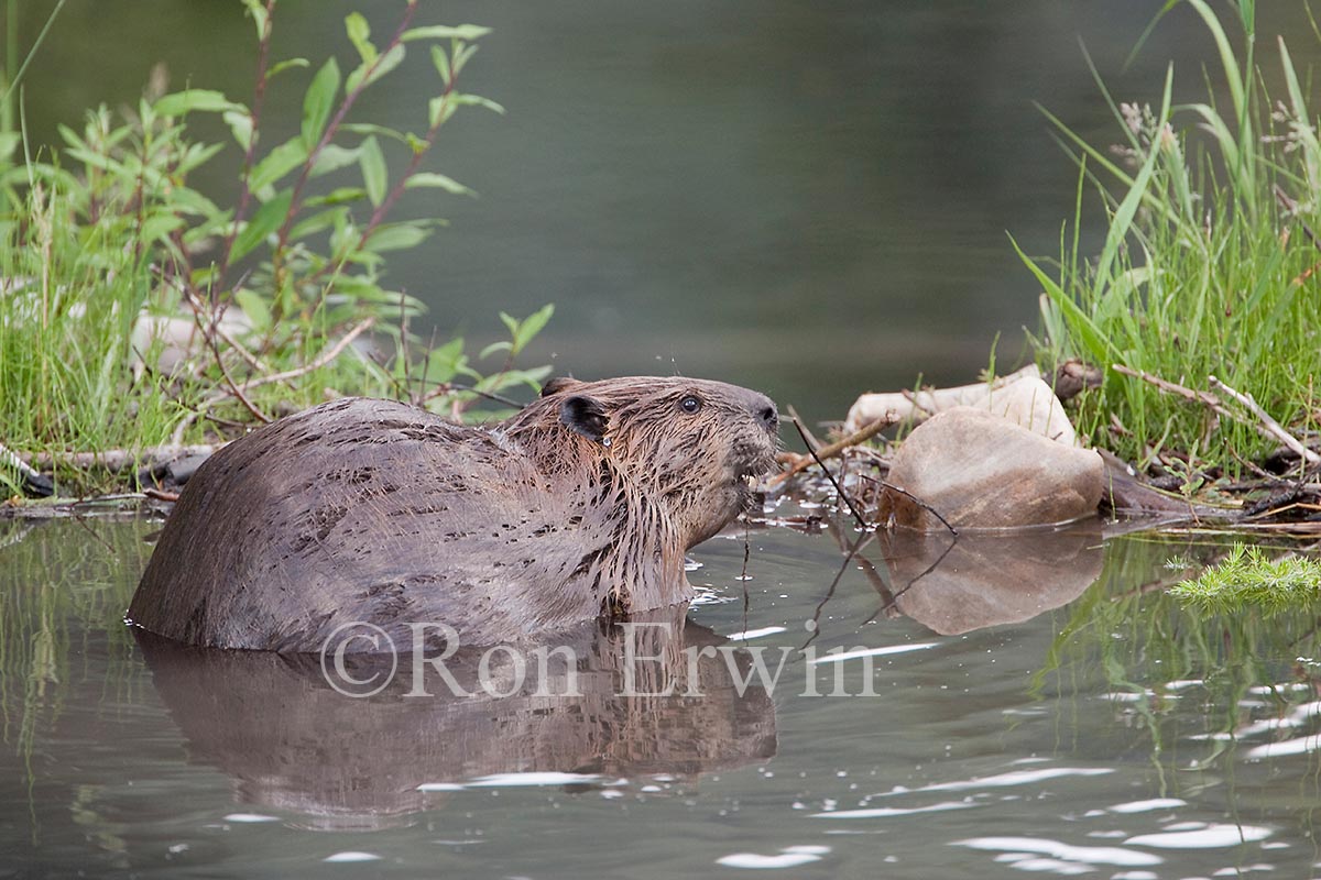 Beaver
