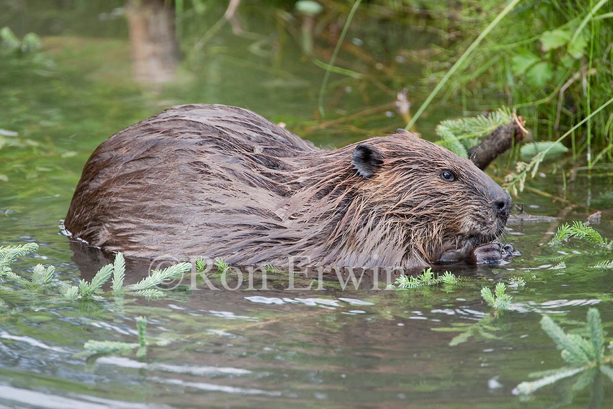 Beaver