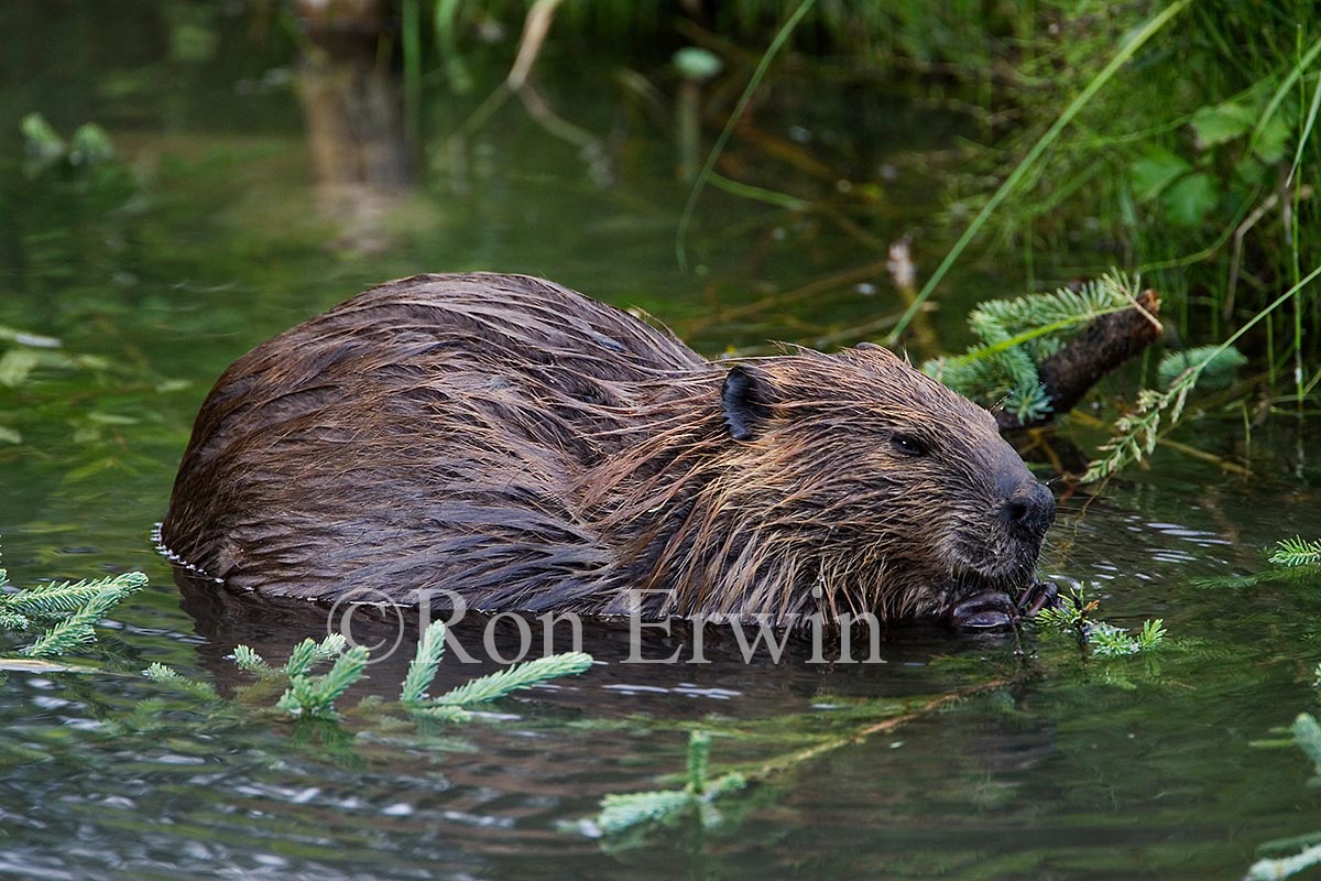Beaver
