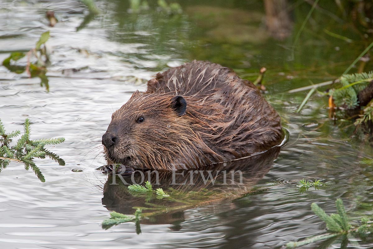 Beaver