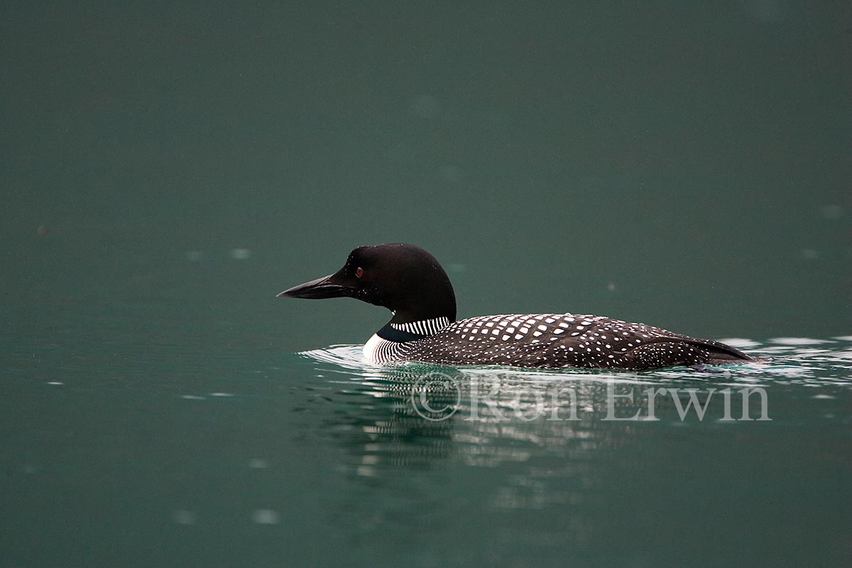 Common Loon