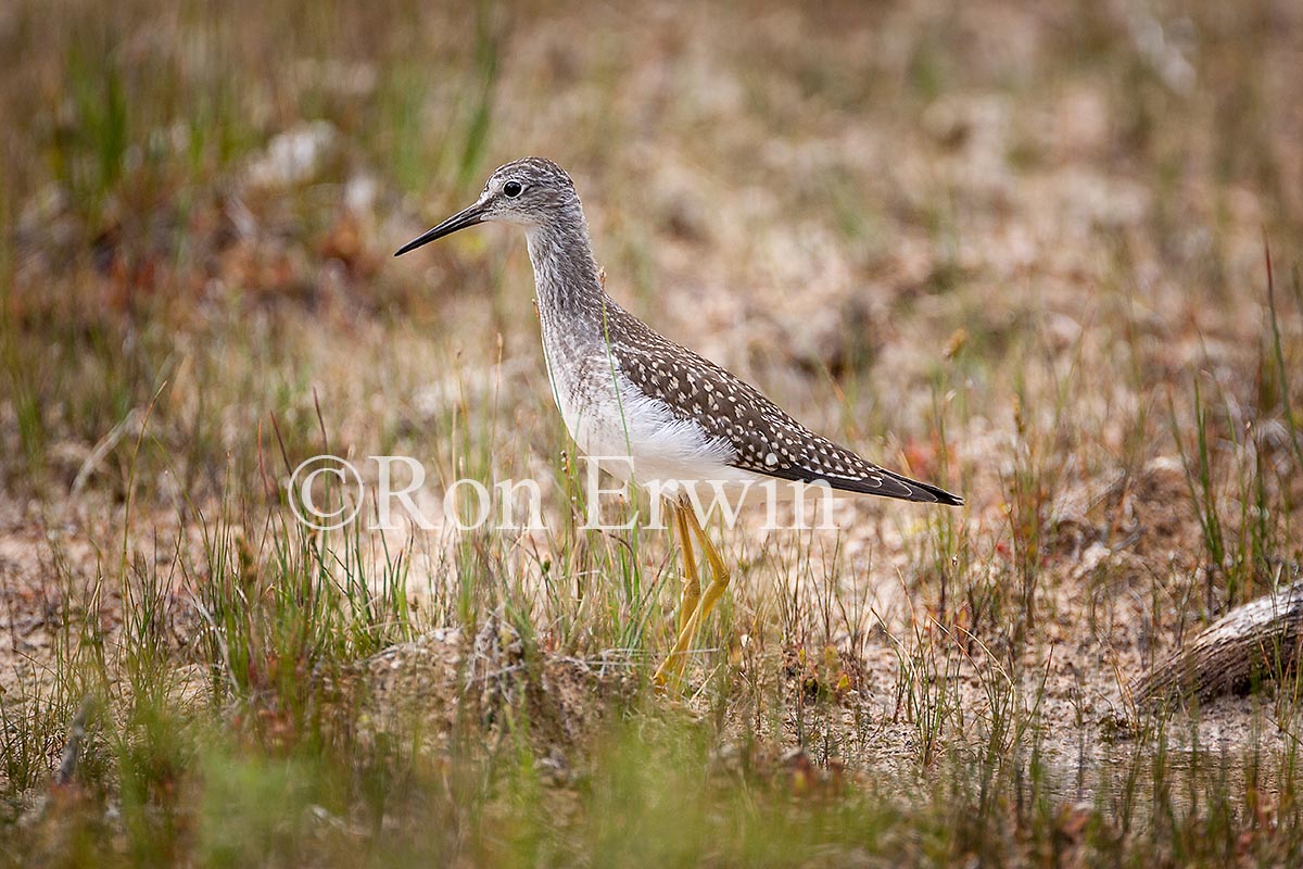 Lesser Yellowlegs