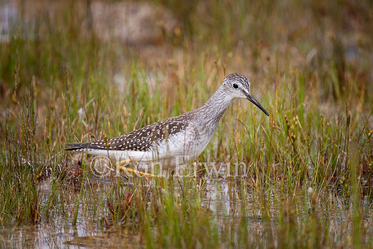 Lesser Yellowlegs
