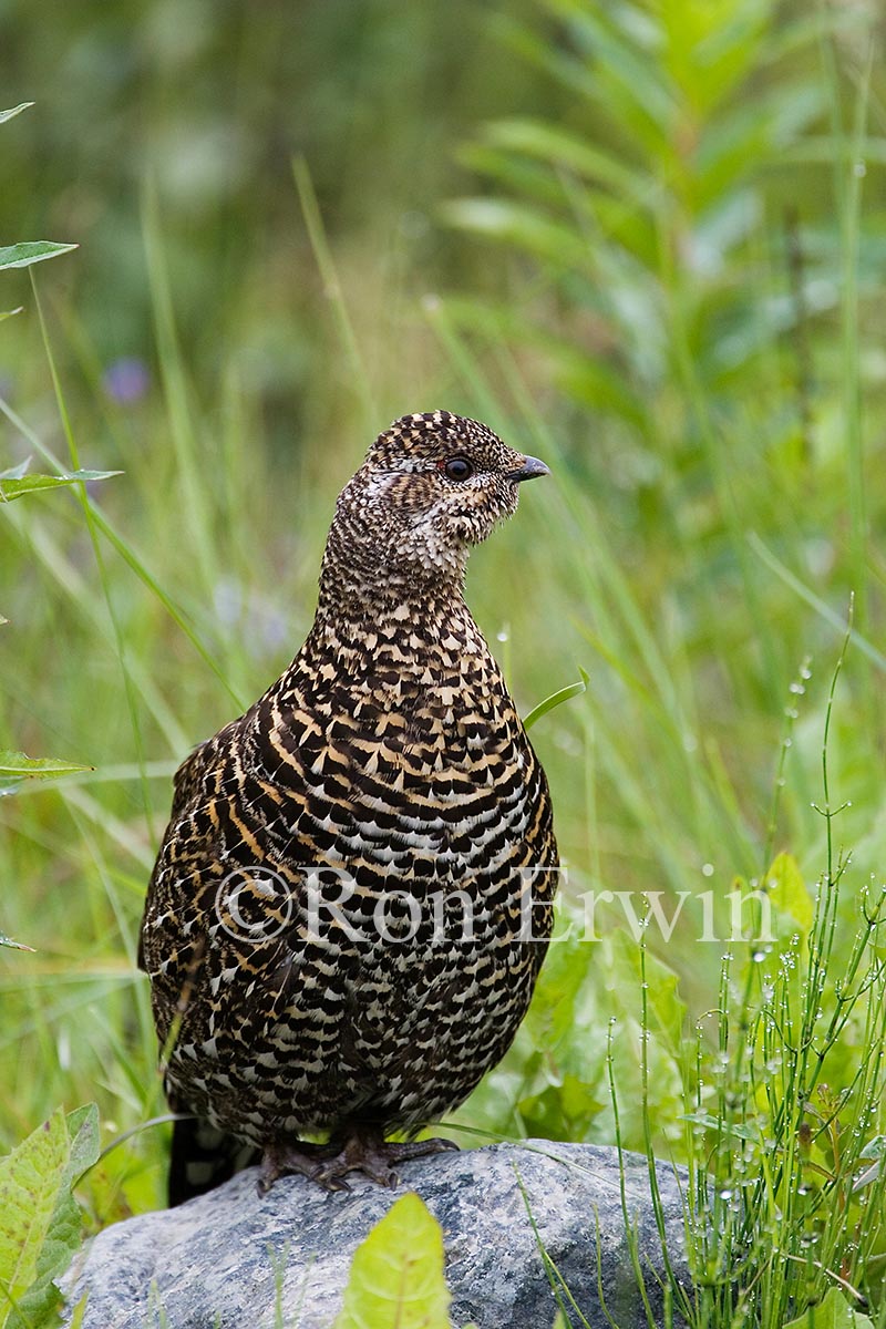 Female Spruce Grouse