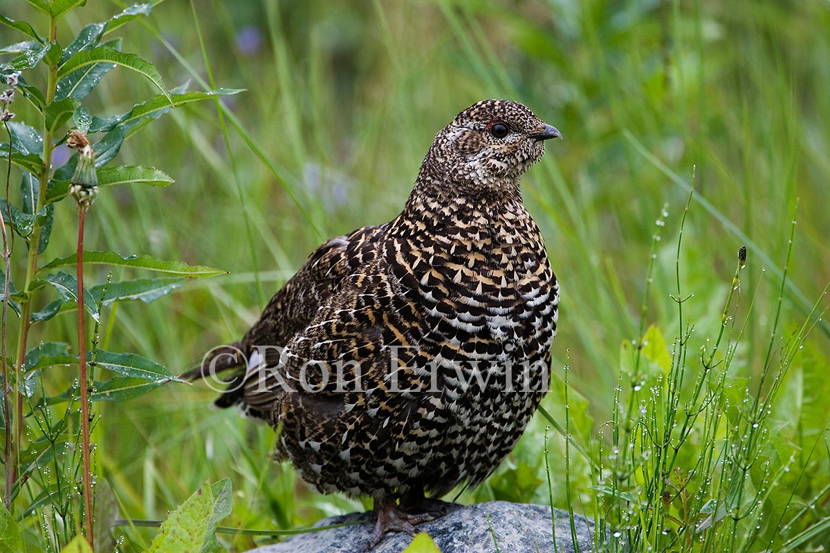 Female Spruce Grouse