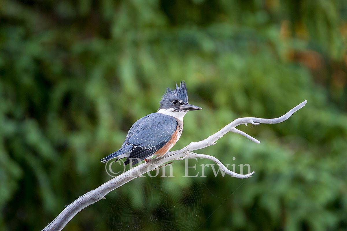 Female Belted Kingfisher
