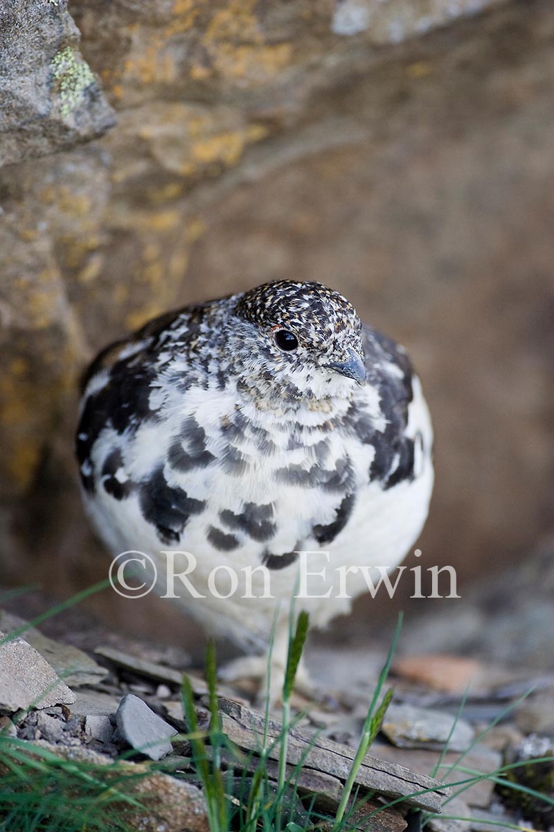 White-tailed Ptarmigan