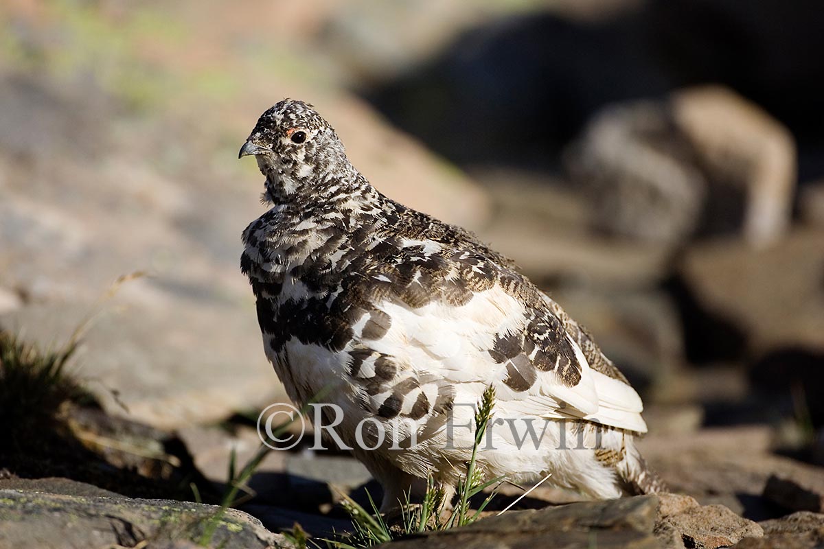 White-tailed Ptarmigan