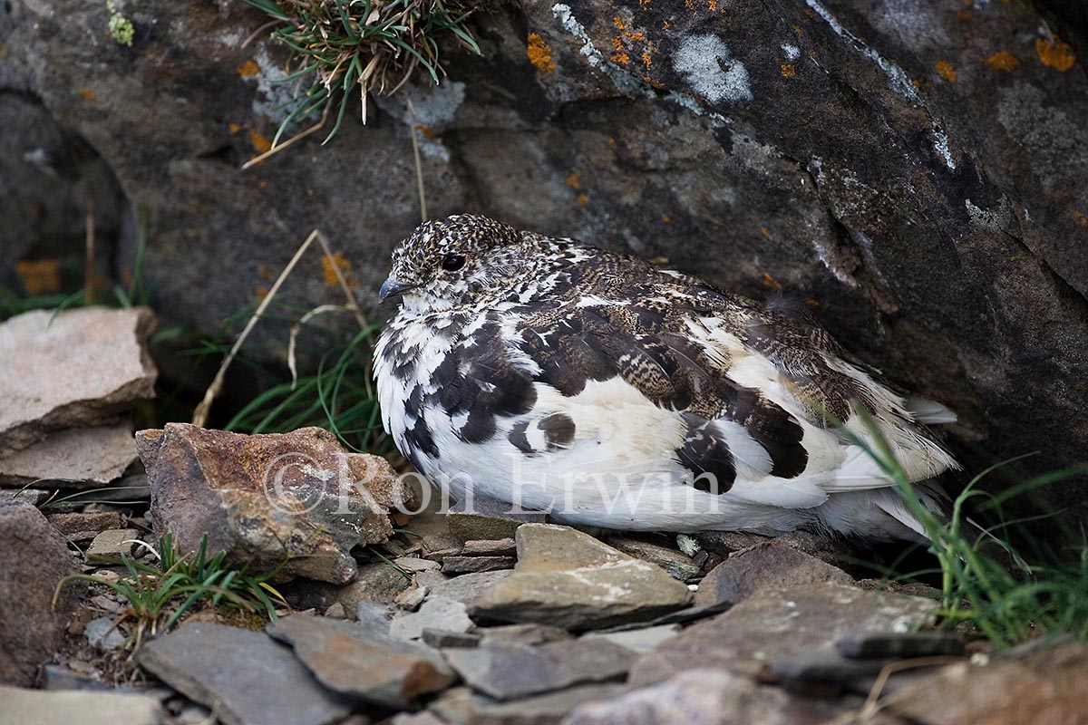 White-tailed Ptarmigan