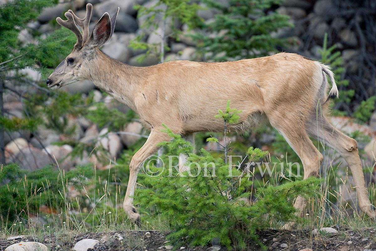 Mule Deer Buck