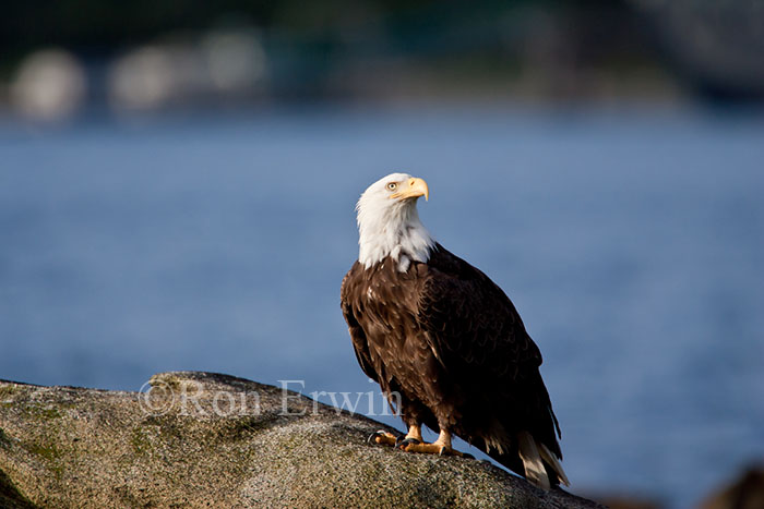 Bald Eagle
