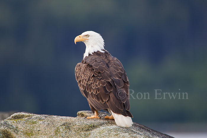 Adult Bald Eagle