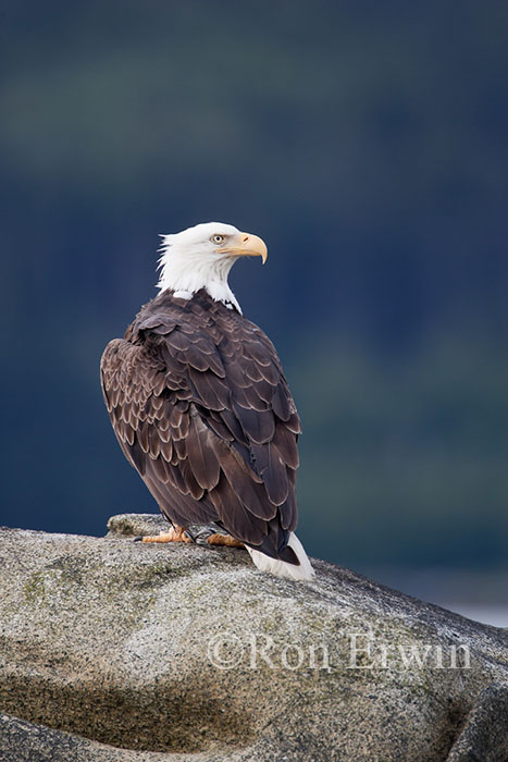 Adult Bald Eagle