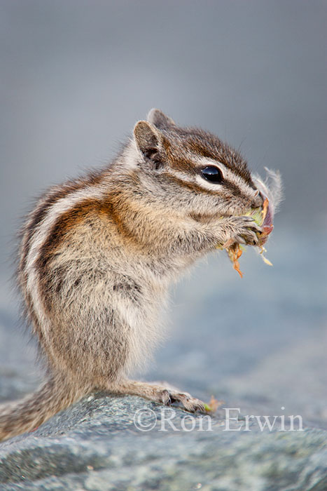 Least Chipmunk Eating