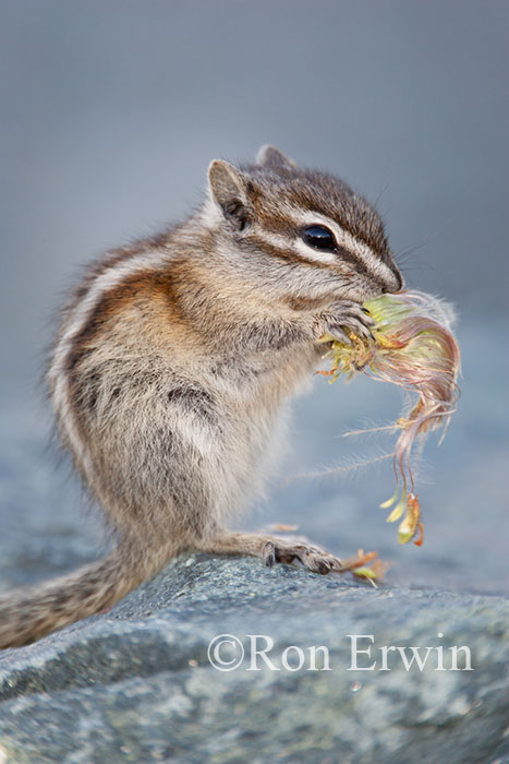 Least Chipmunk Eating