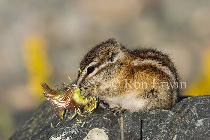 Least Chipmunk Eating