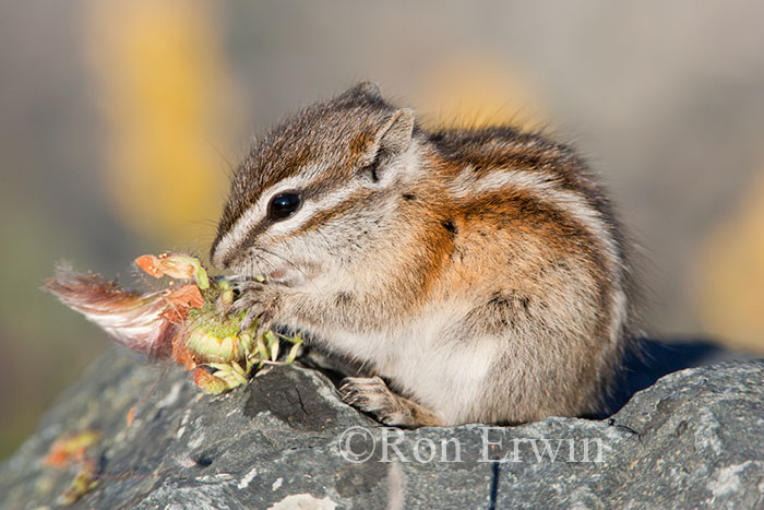 Least Chipmunk Eating