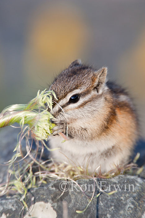 Least Chipmunk Eating