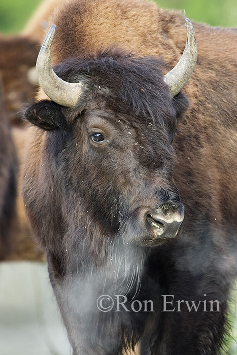 Bison 