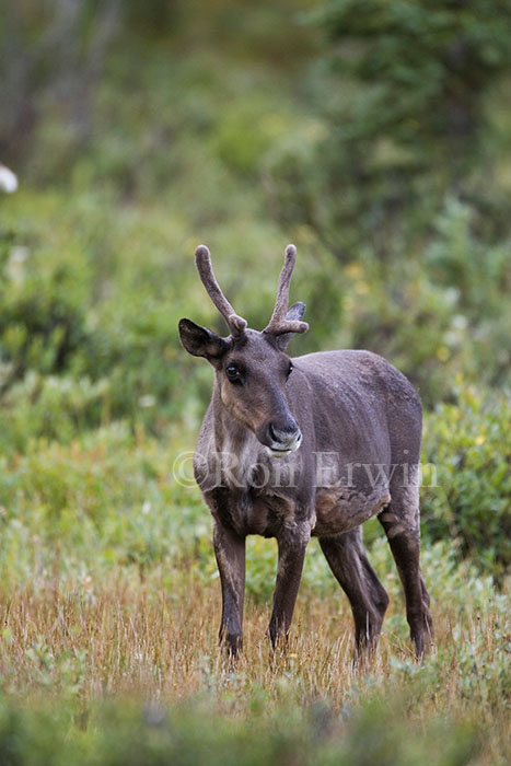 Woodland Caribou