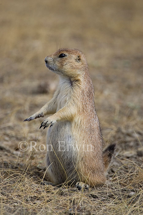 Black-tailed Prairie Dog