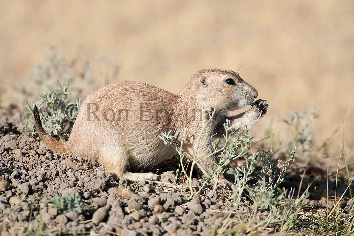 Black-tailed Prairie Dog