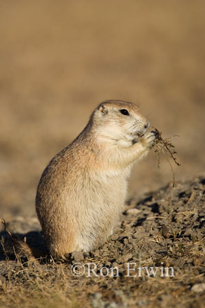 Black-tailed Prairie Dog