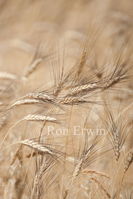 Grain