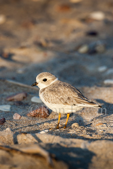 Piping Plover Chick