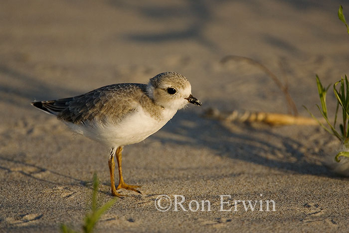 Young Piping Plover