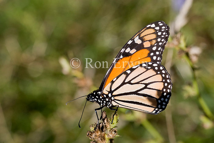 Monarch