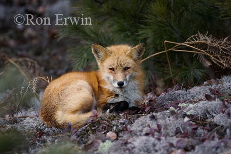 Sleepy Red Fox