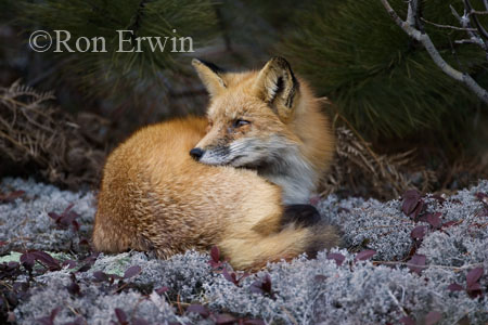 Sleepy Red Fox