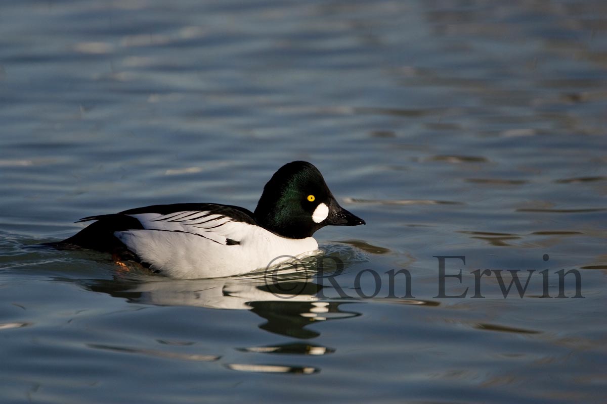 Male Common Goldeneye
