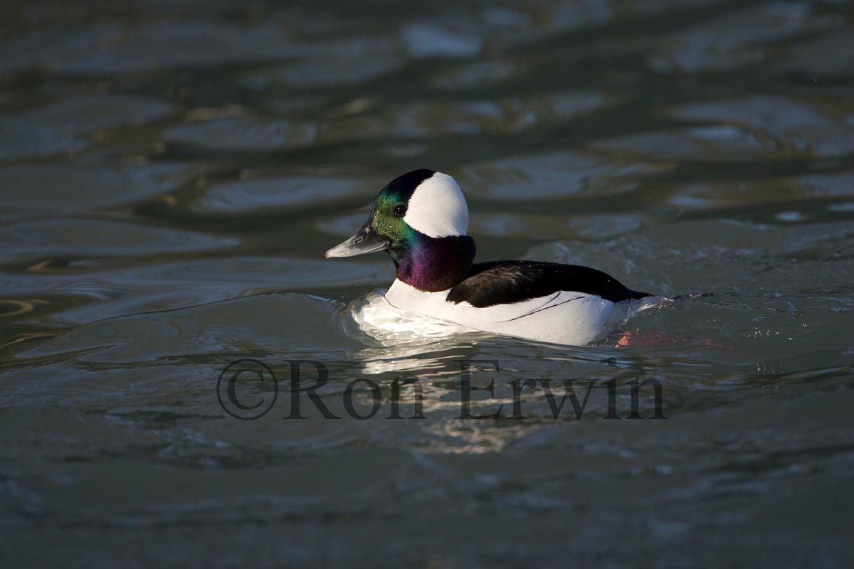Male Bufflehead Duck