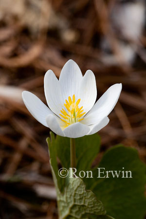 Bloodroot