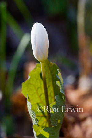 Bloodroot