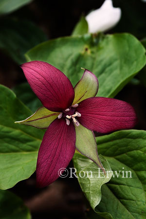 Red Trillium
